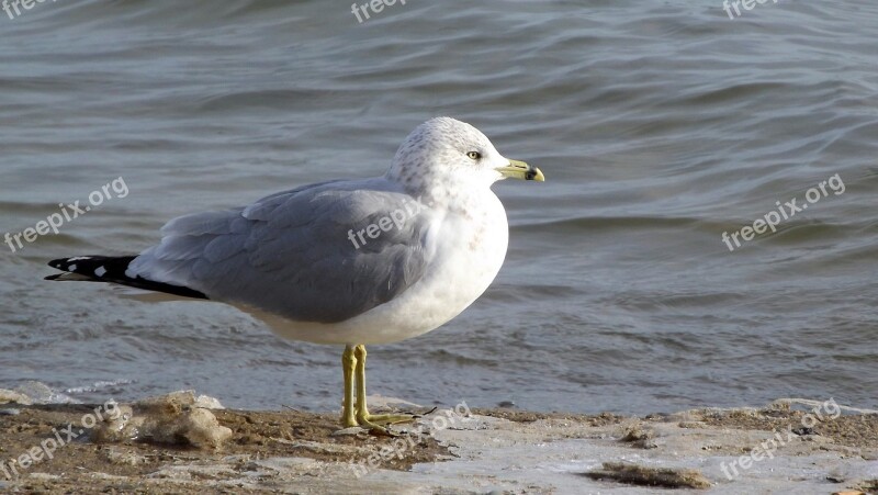 Fauna Bird Seagull Closeup Nature