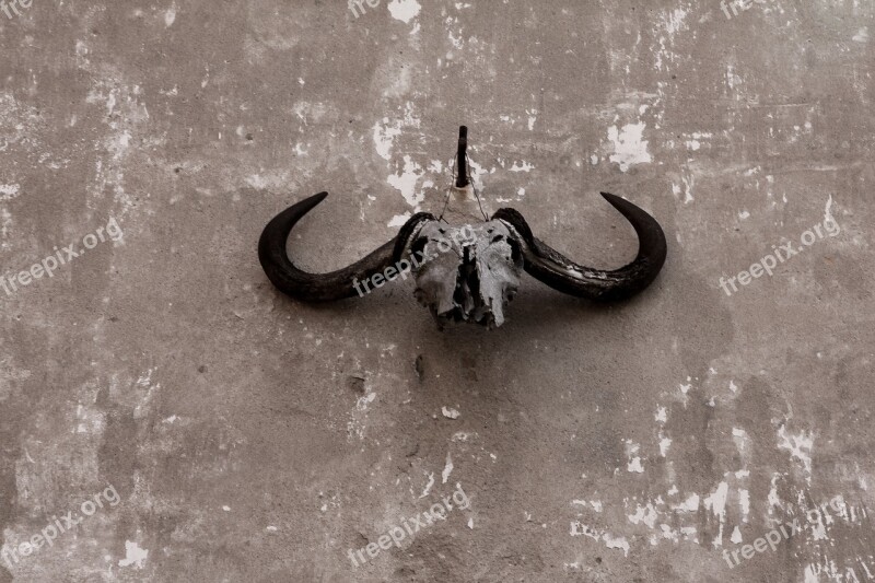 Skull Gnu Ox Wall Grunge