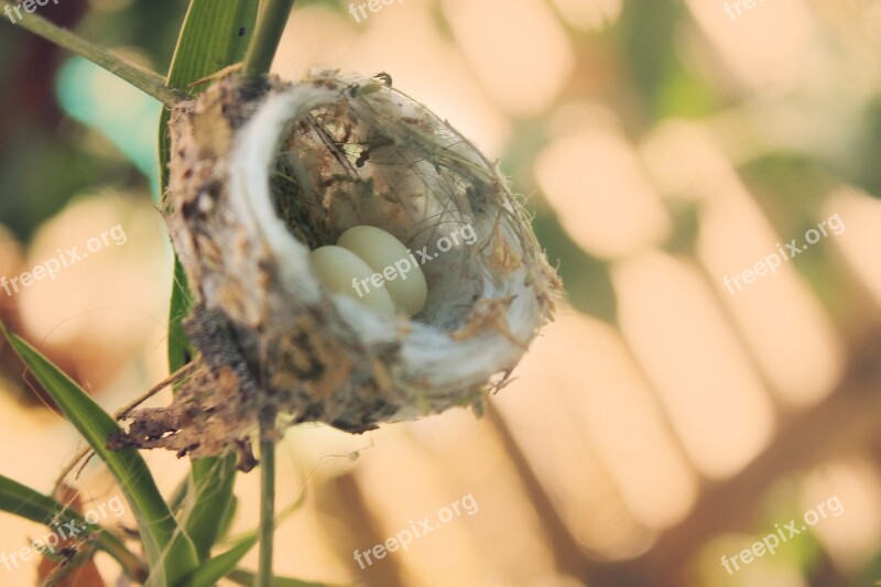 Hummingbird Chick Bird Feathers Birds