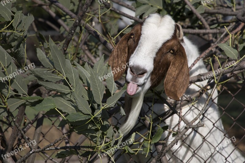 Funny Goat Bearded Tongue Out Farm