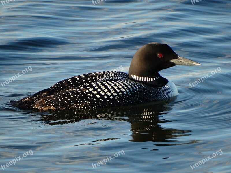 Loon Nature Bird Free Photos