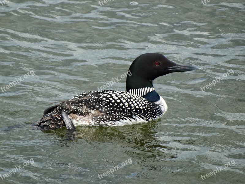 Loon Swimming Bird Free Photos