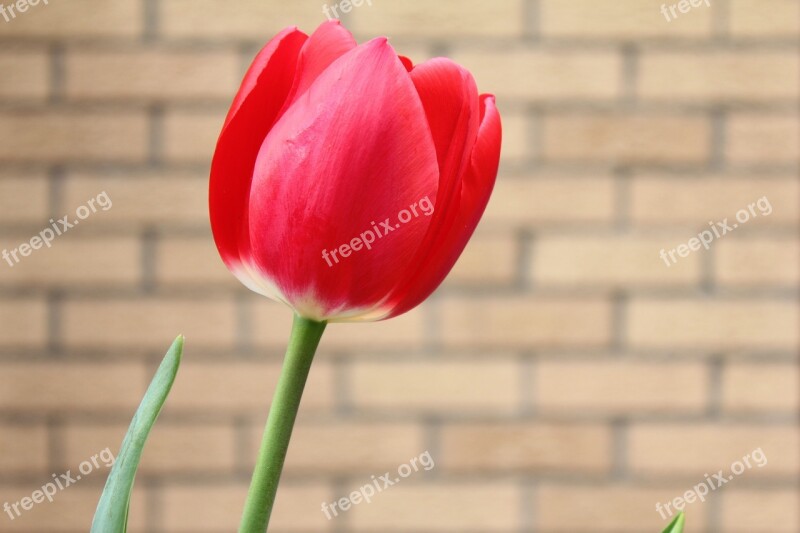 Tulip Red Sunny Plant Spring