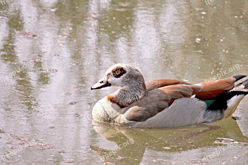 Nilgans Goose Water Bird Bird Plumage