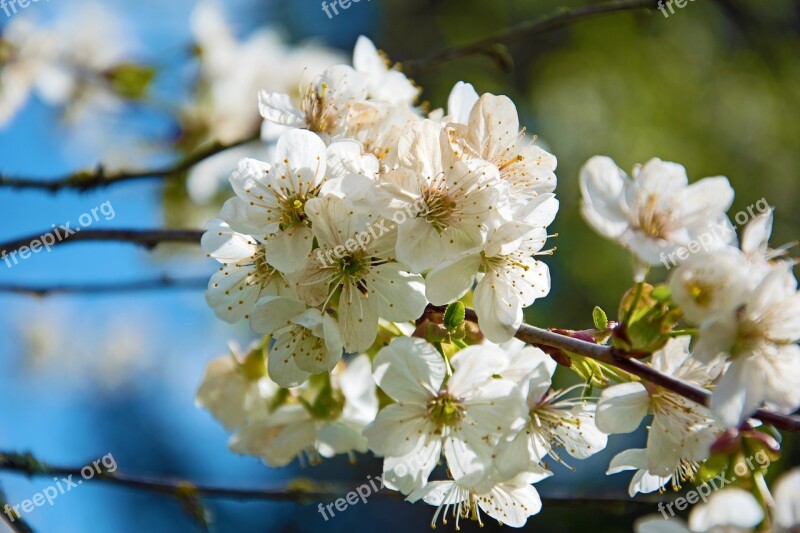 Cherry Blossoms Flowers Spring Cherry Tree Tree