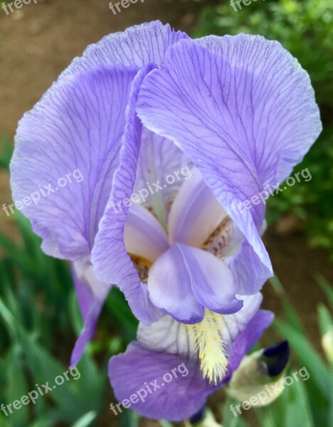 Flowers Springtime Iris Free Photos