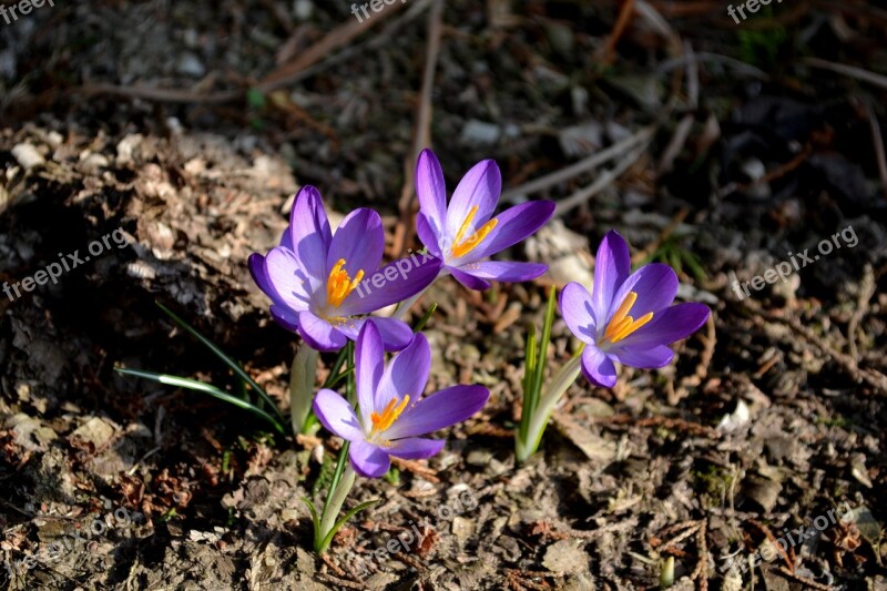 Krokus Flower Saffron Plant Violet