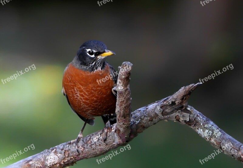 Robin American Robin Bird Avian Free Photos