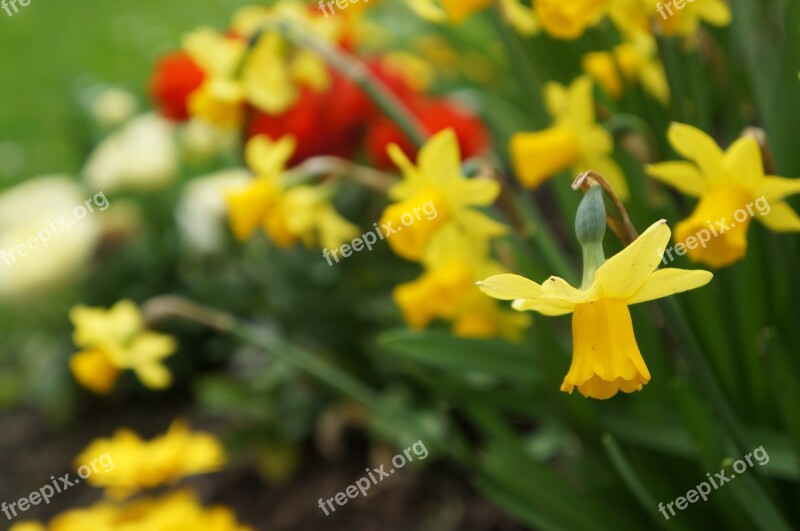 Flower Yellow Yellow Flower Nature Flowers