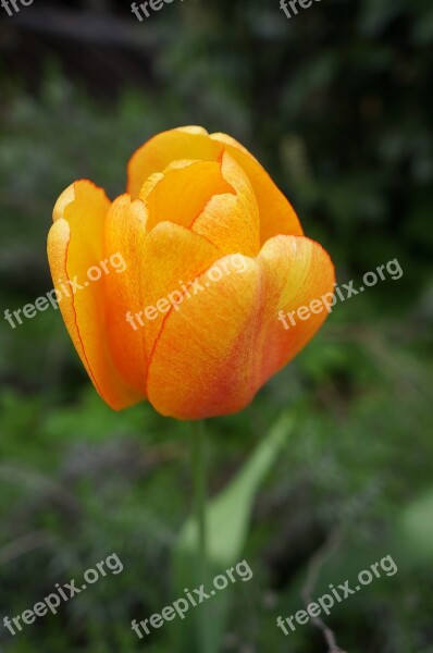 Tulip Flower Orange Spring Flowers Flowers