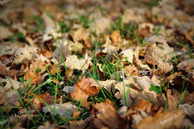 Leaves Fall Dead Fall Leaves Autumn