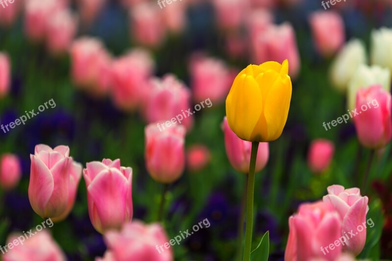 Nature Flower Background Desktop Background Yellow Flower