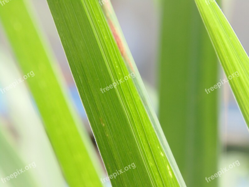 Macro Leaves Green Camera Sony