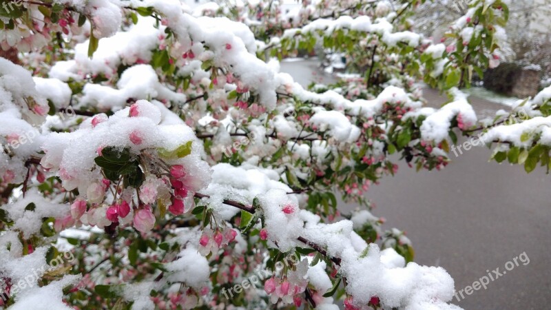 April Snow Spring Flower Plant