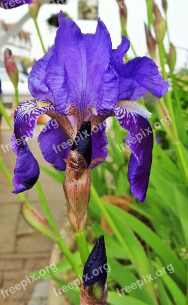 Iris Purple Bloom Spring Flower Garden