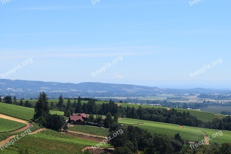 Wine Vineyard Landscape Oregon Summer