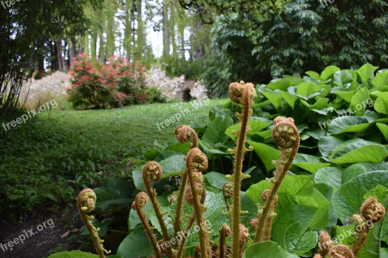 Green Garden Plant Fern Nature