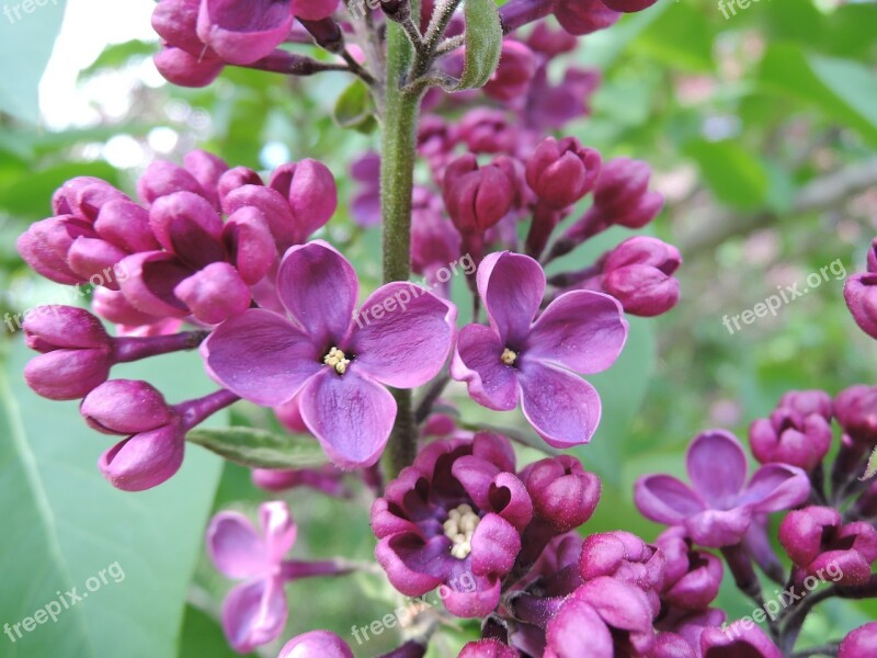 Tree Flower Lilac Flowering Tree Spring