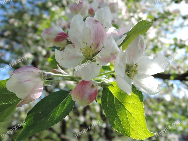 Tree Flower Apple Tree Flowering Tree Spring