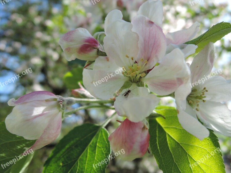 Flower Apple Tree Apple Spring Sun