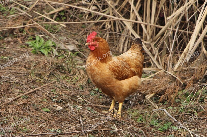 Hen Chicken Yellow Chicken Free Photos