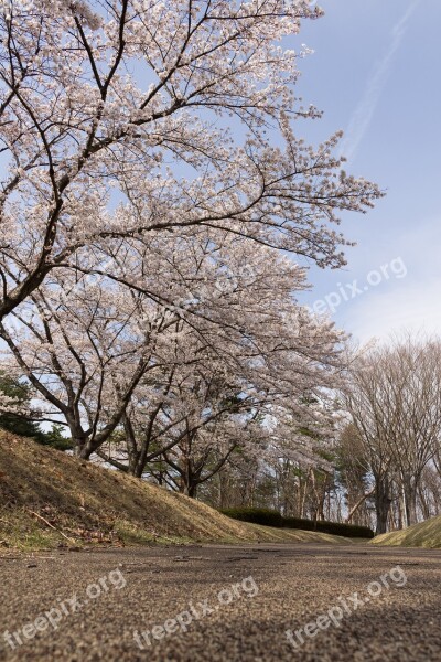 Flowers Cherry Blossoms Japan Spring Wood