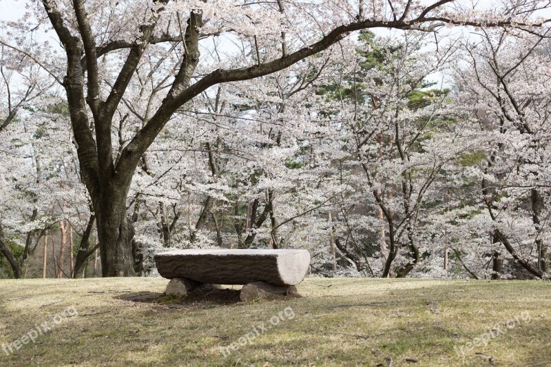 Flowers Cherry Blossoms Japan Spring Wood