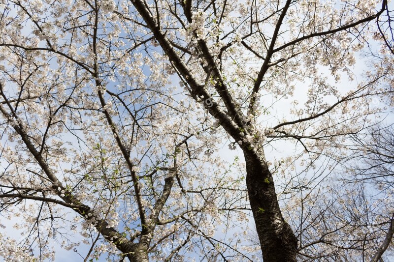 Flowers Cherry Blossoms Japan Spring Wood