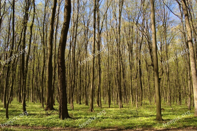 Forest Spring Nature Trees Greens