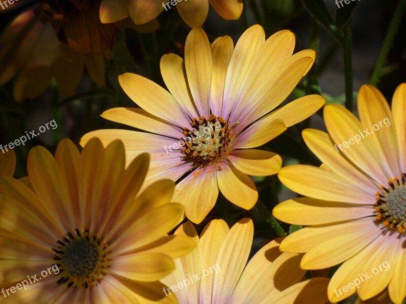 Flower Daisy Gerbera Colorful Beauty