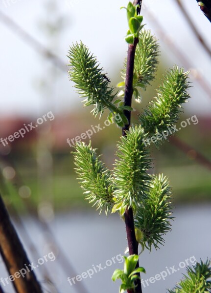 Kittens Willow Salix Alba Flower Spring