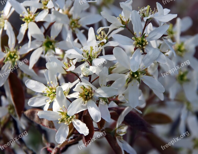 Amelanchier White Flowers Spring Amelanchier Canadensis Orchard