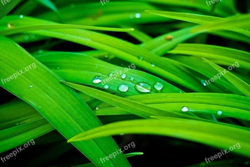 Reed Bank Nature Plant Grass