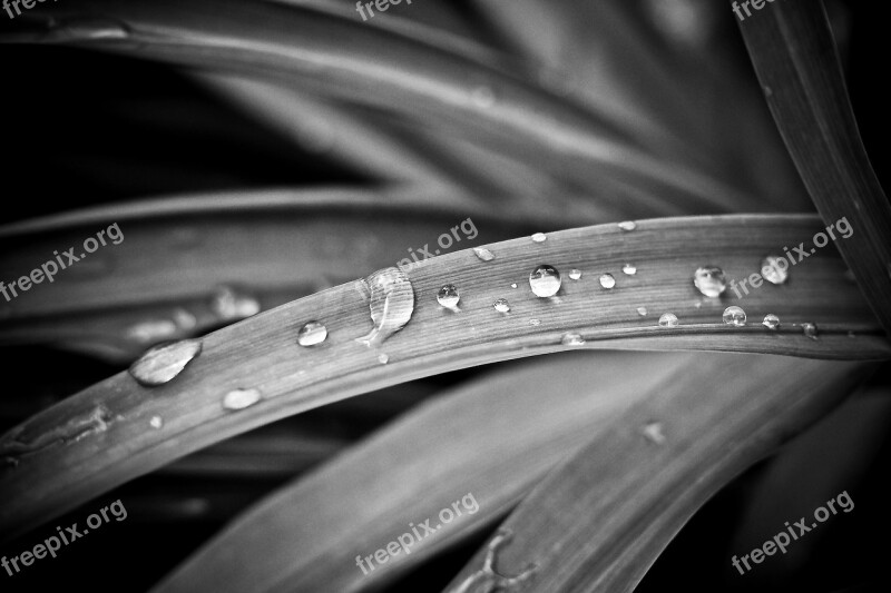 Reed Bank Nature Plant Grass