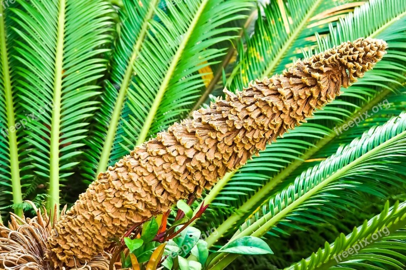 Palm Fern Fern Seeds Was Flora Botanical Garden