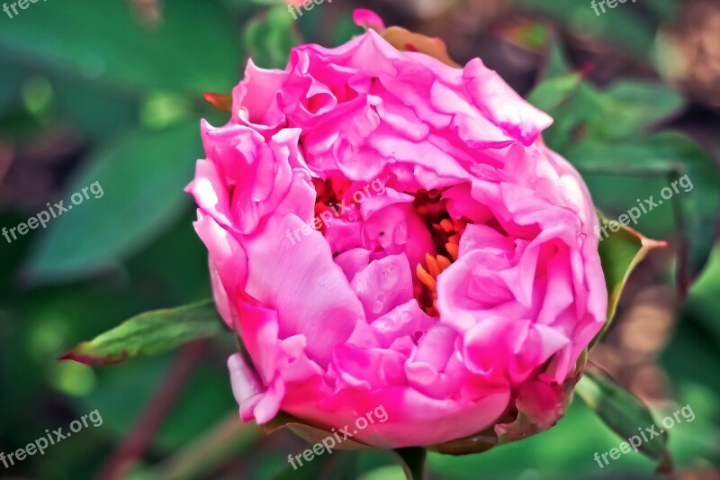 Peony Rose Blossom Bloom Pink