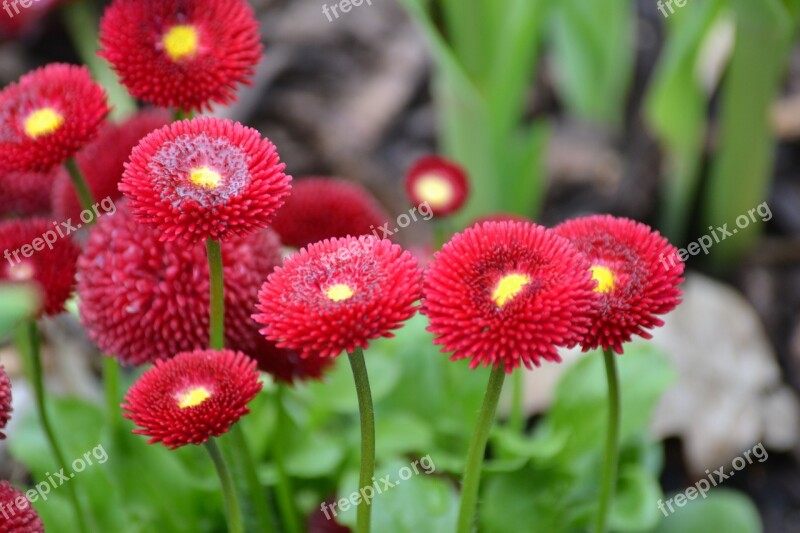 Flowers Red Spring Red Flowers Nature