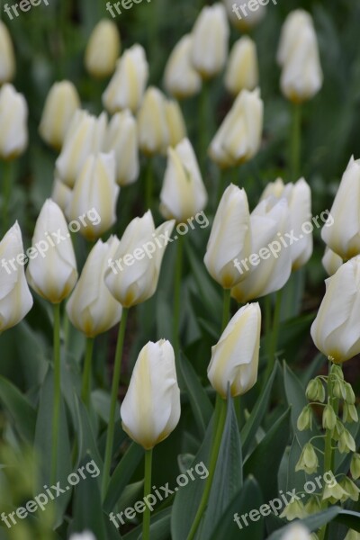 Tulip White White Flower Spring Spring Awakening