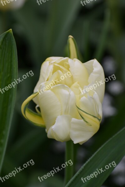 Tulip White White Flower Spring Spring Awakening