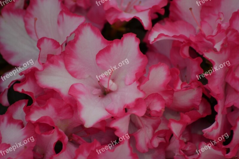 Azalea Spring Pink Flowers Bloom