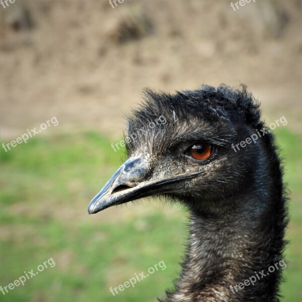 Emu Eye Bill Bird Head