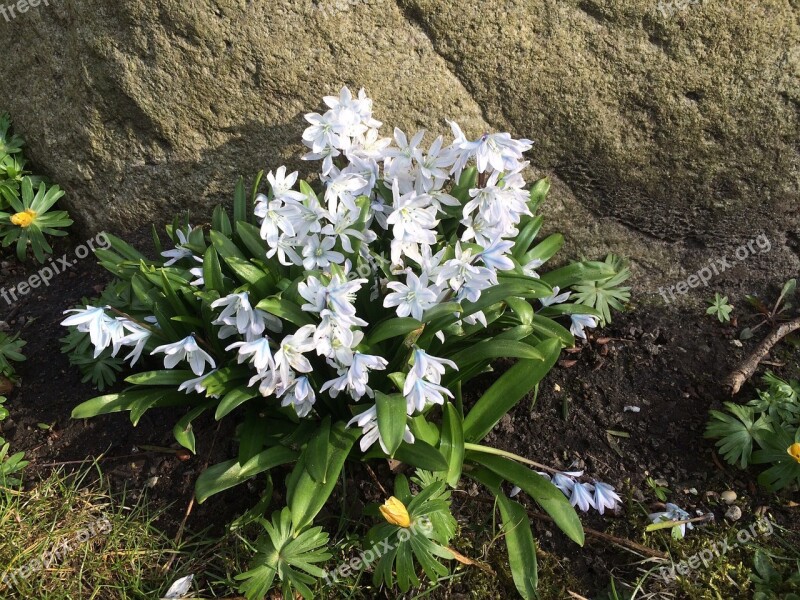 Flowers Have Beautiful Natural Denmark