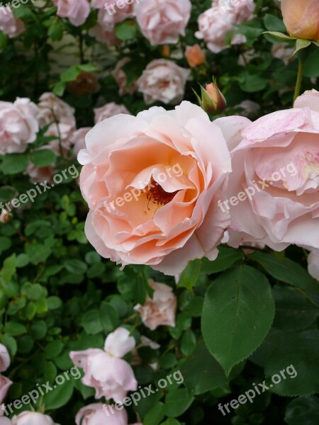 Flower Pink Climbing Pink Flowers Rosebush