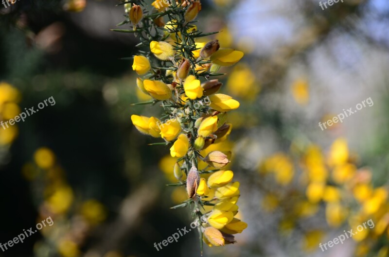 Broom Shrubs Flowers Spring Nature