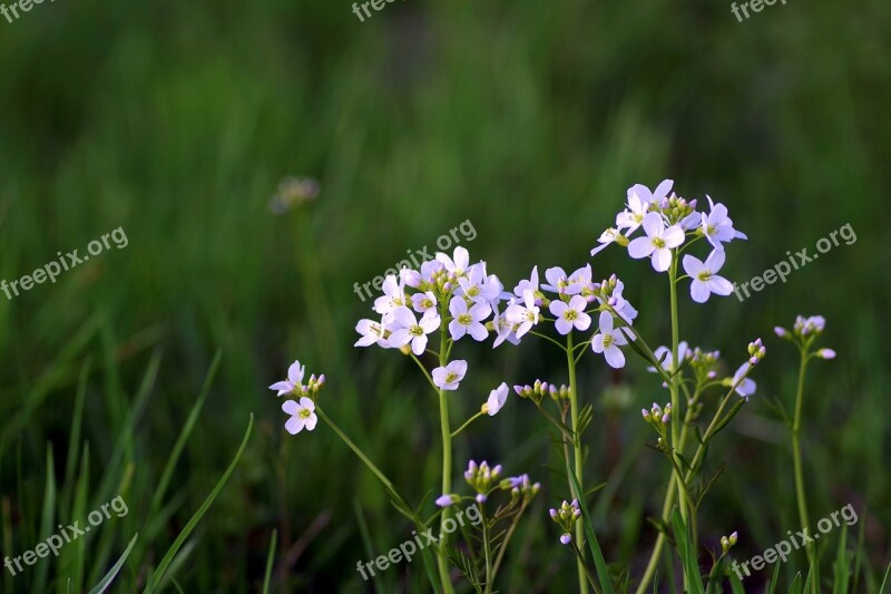 Warzucha Flower Spring Tiny Grasshopper