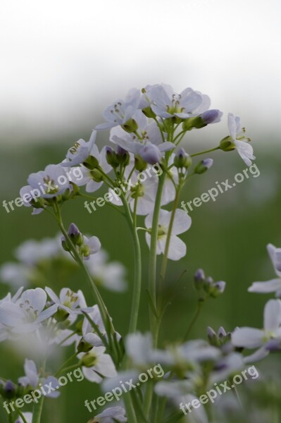 Warzucha Flower Spring Tiny Grasshopper