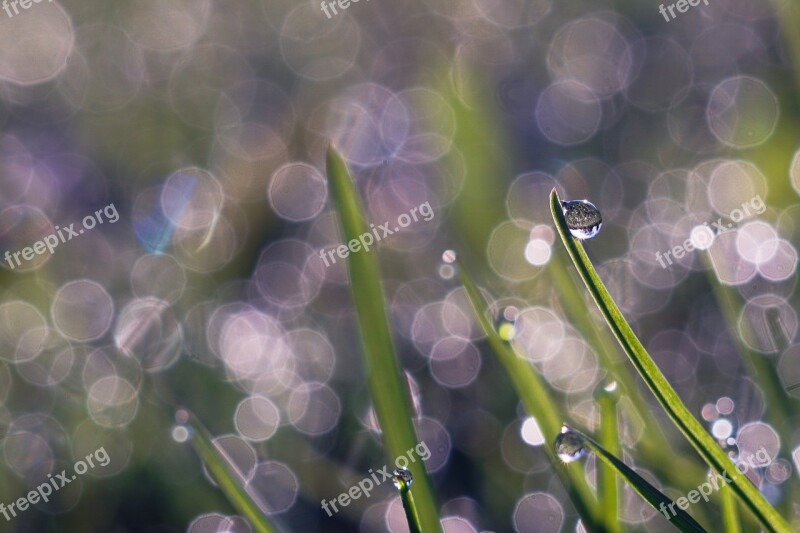 Rosa Green Grass Bokeh Drops Morning