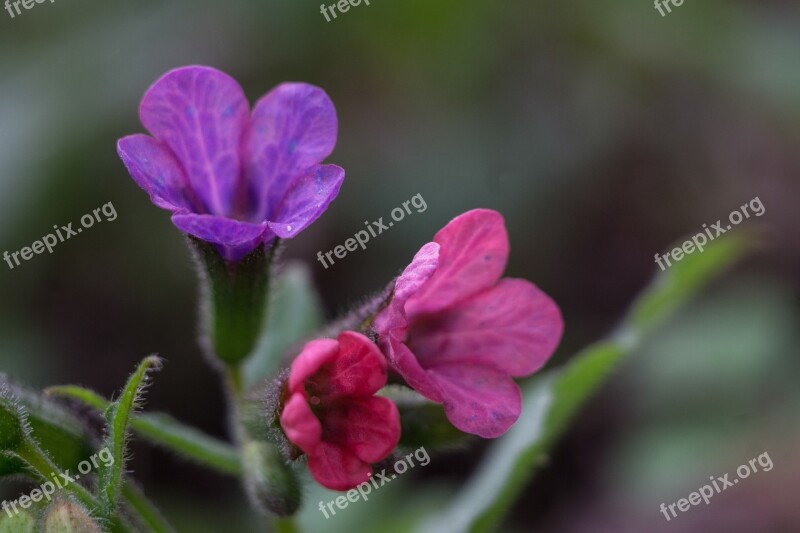 Pulmonaria Officinalis Moth Pulmonaria Obscura Spring Pink Flower Flower Field