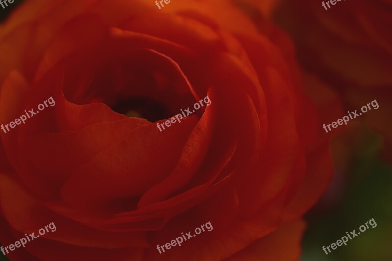 Ranunculus Aisatischer Buttercup Ranunculus Asiaticus Buttercup Blossom