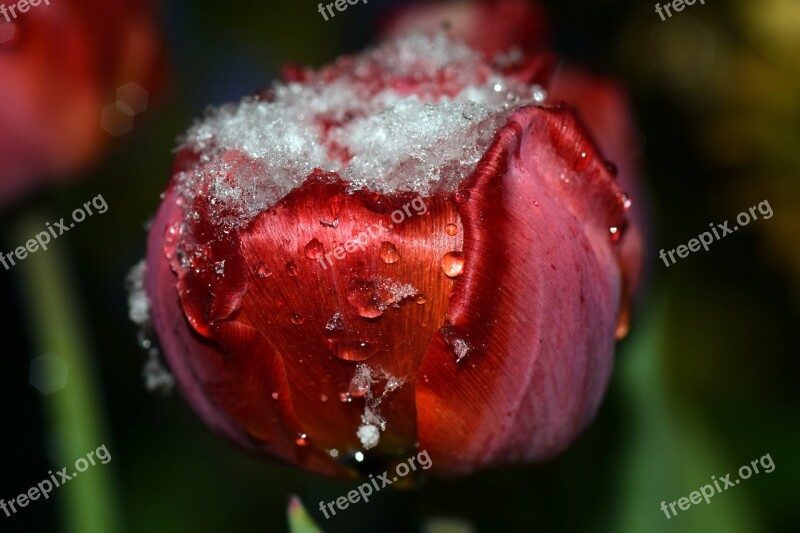 Tulip Red Red Tulip Spring Flowers